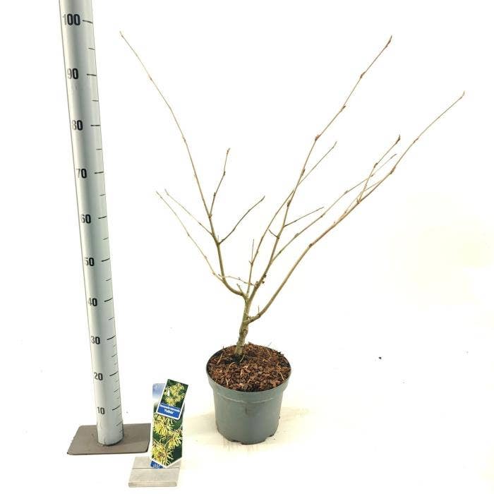 Hamamelis int. 'Pallida'