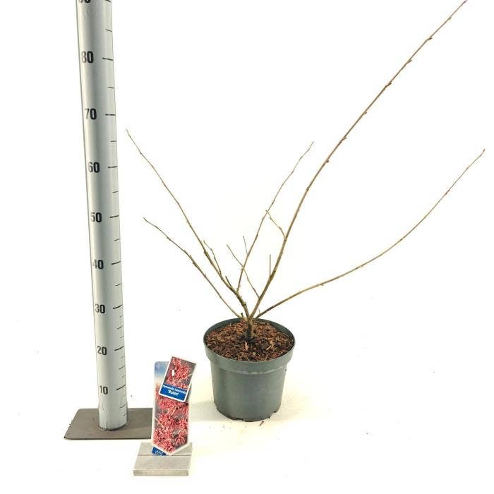 Hamamelis int. 'Rubin'