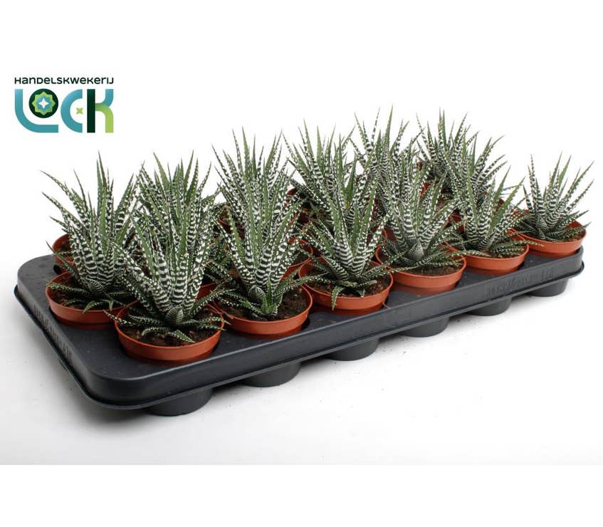 Haworthia Big Band Green Solutions haworthia-big-band-green-solutions