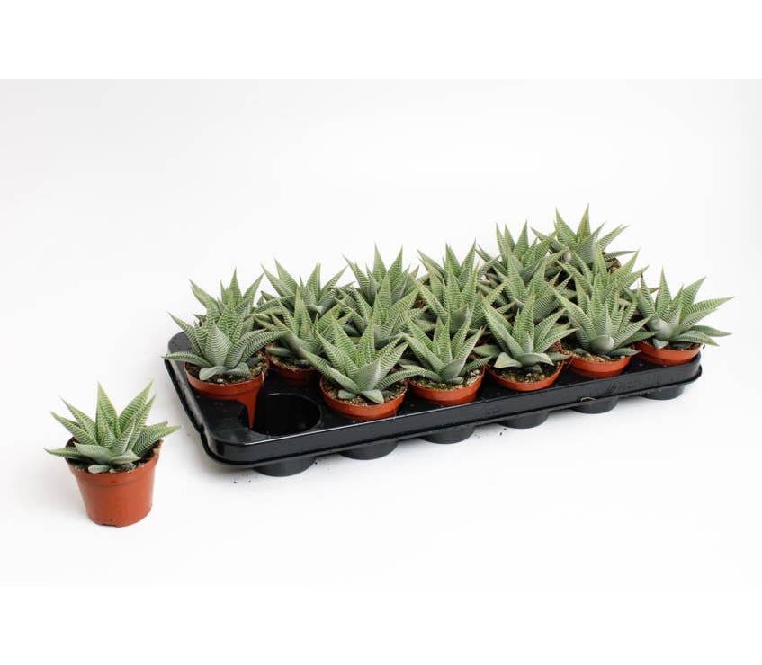 Haworthia lim. Spider White