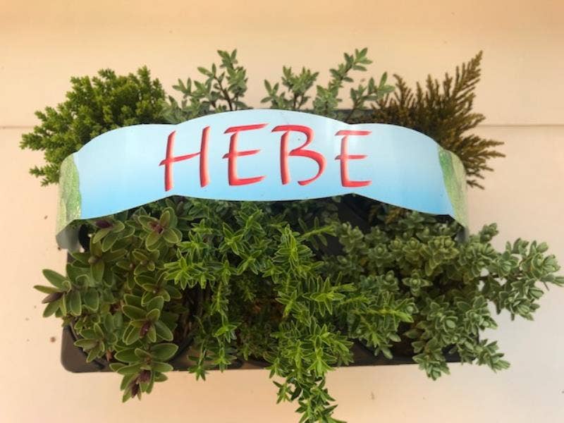 Hebe 6-pack
