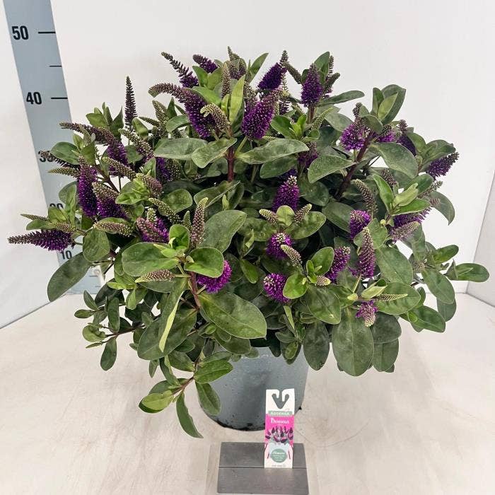 Hebe Addenda 'Alexa'