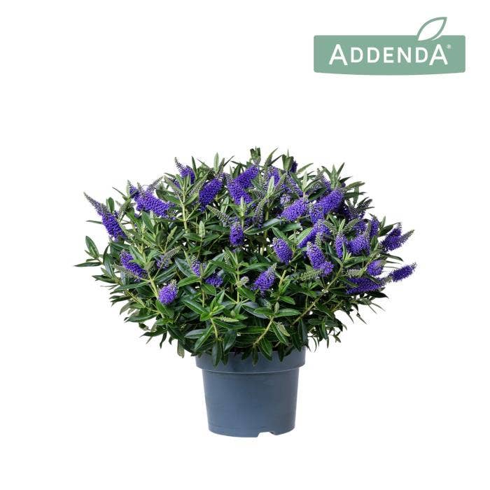 Hebe 'Addenda' Blue
