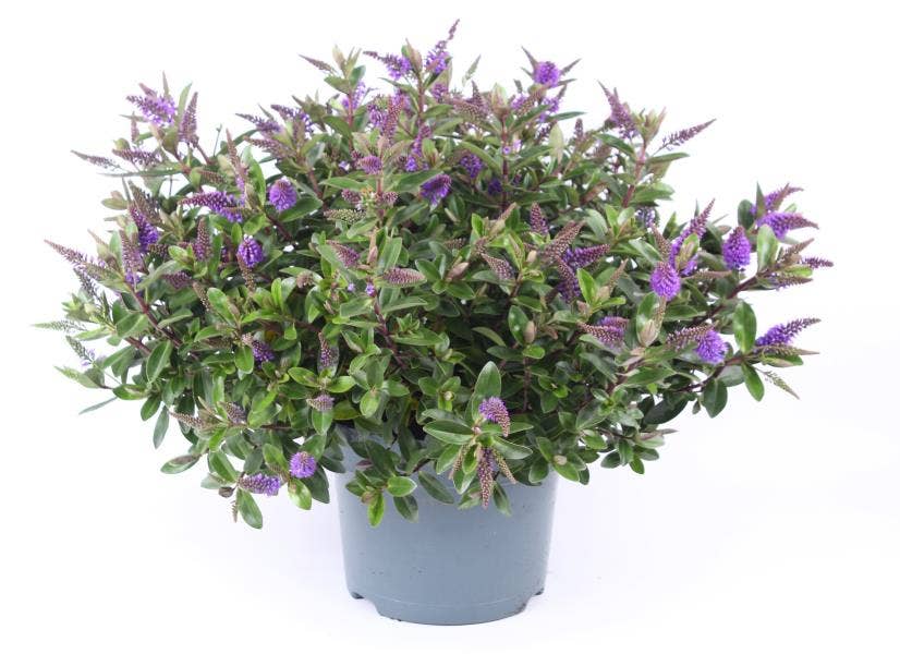 Hebe 'Addenda' Blue