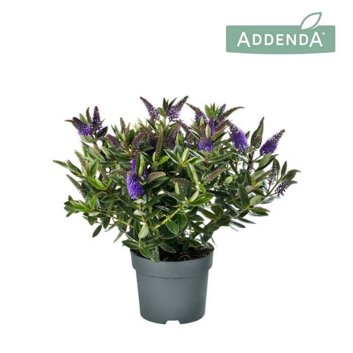 Hebe Addenda 'Britta'