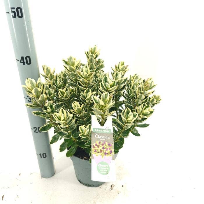 Hebe Addenda 'Classica Katrina'