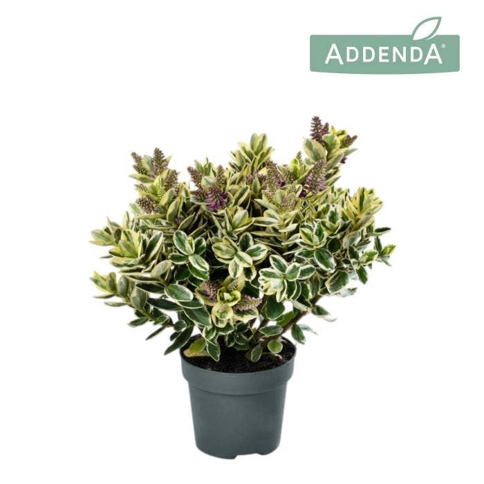 Hebe Addenda 'Classica Katrina'