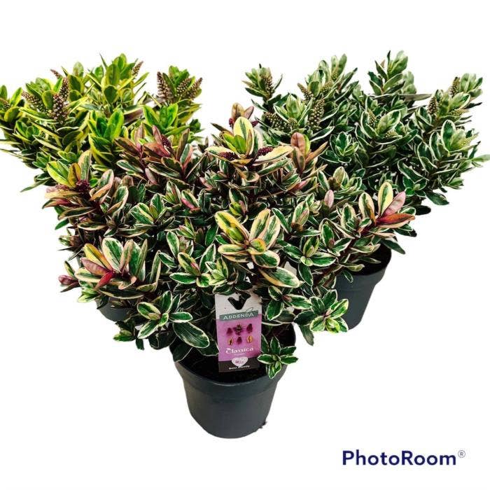 Hebe Addenda 'Classica' 