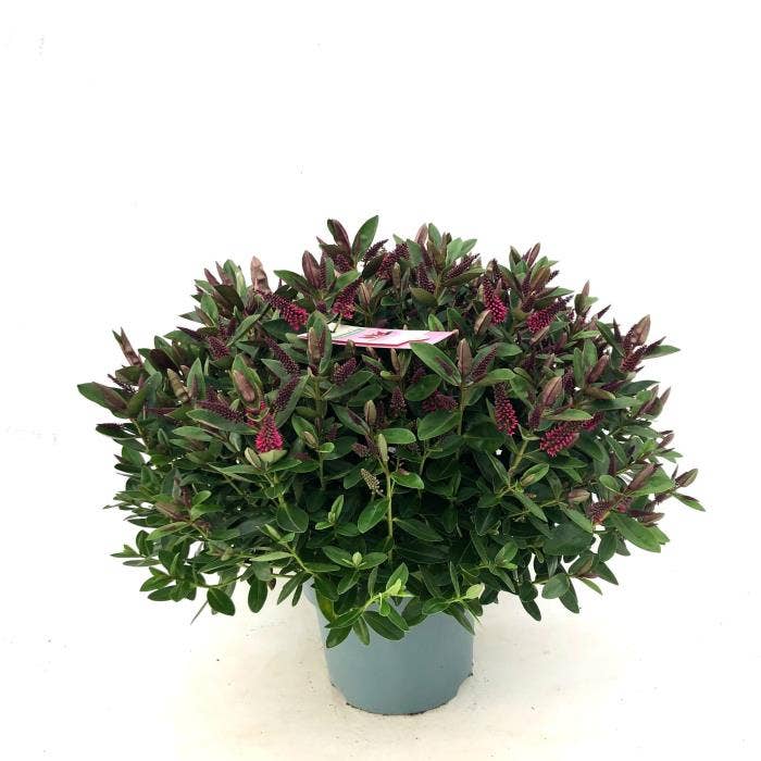 Hebe Addenda 'Donna Pink'