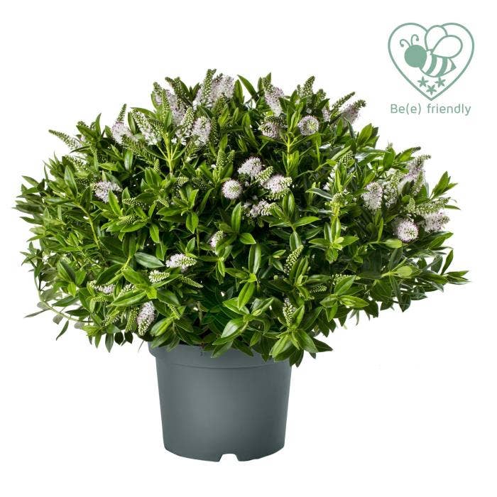 Hebe Addenda 'Donna White'