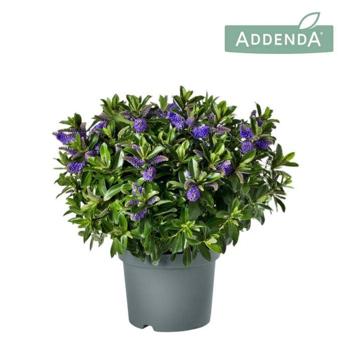 Hebe 'Addenda' DUO