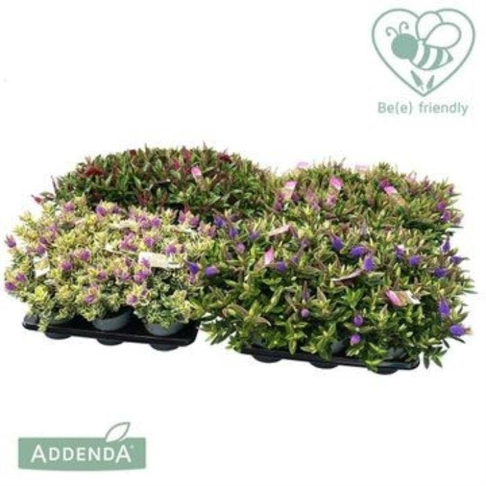 Hebe Addenda 'Green-Variegated'