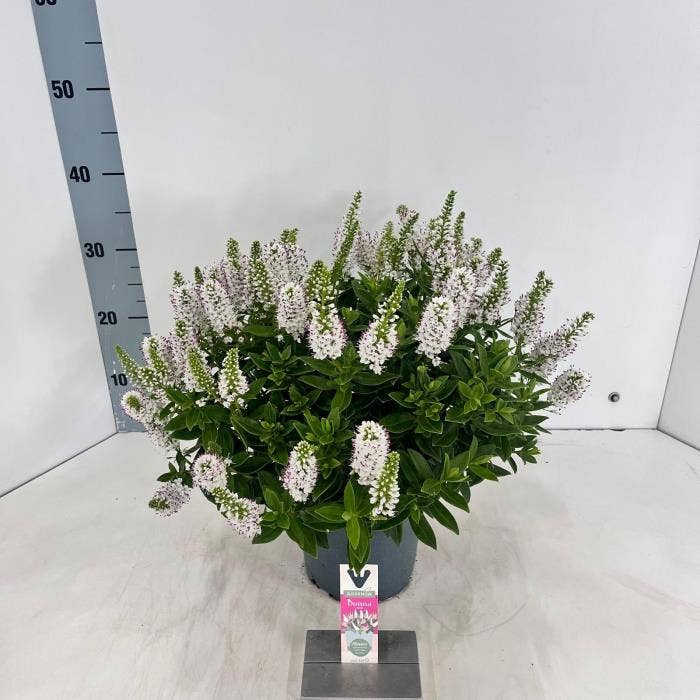 Hebe Addenda 'Jenna'