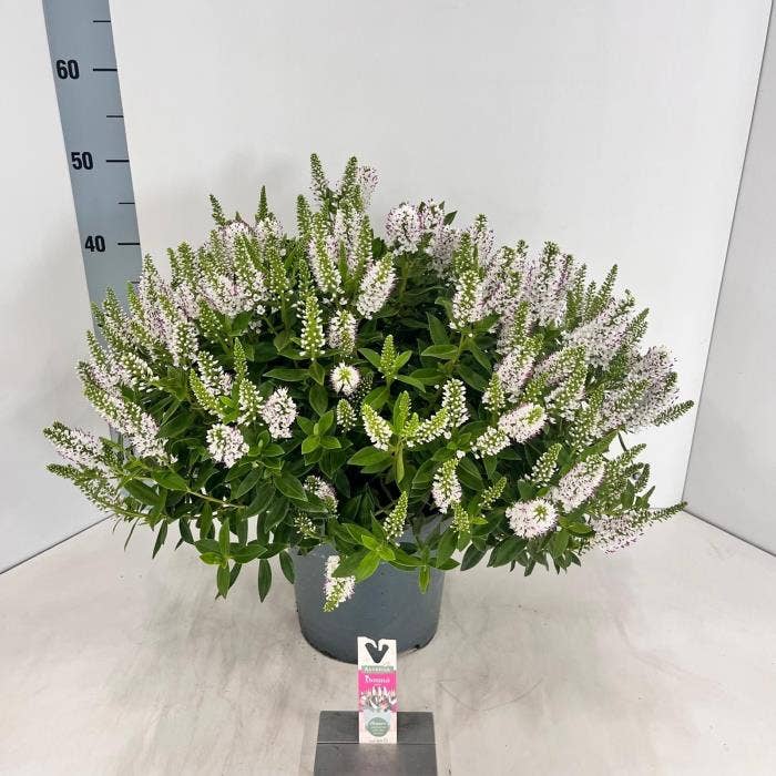 Hebe Addenda 'Jenna'