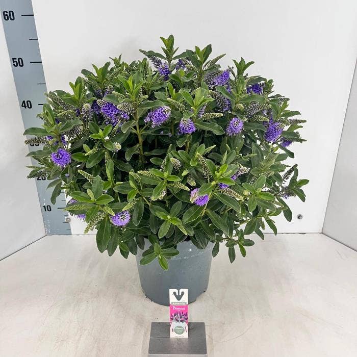 Hebe Addenda 'Julia'