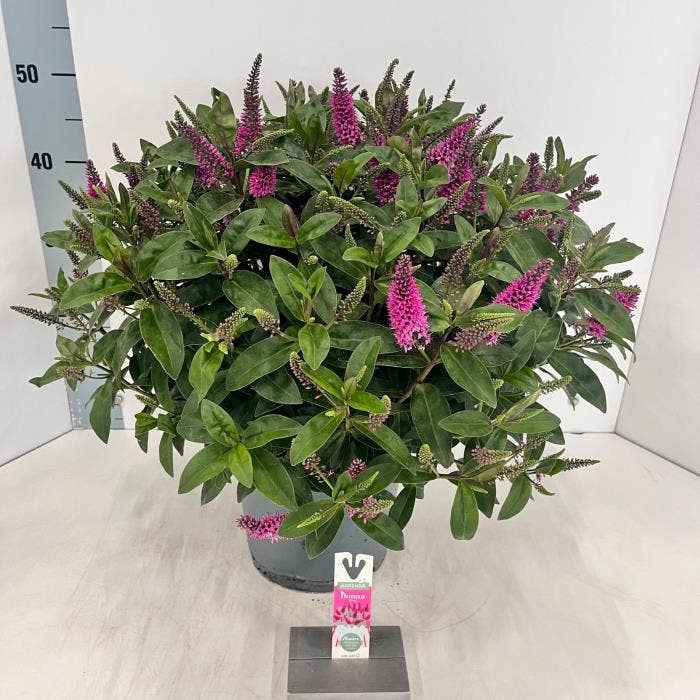 Hebe Addenda 'Nikka'