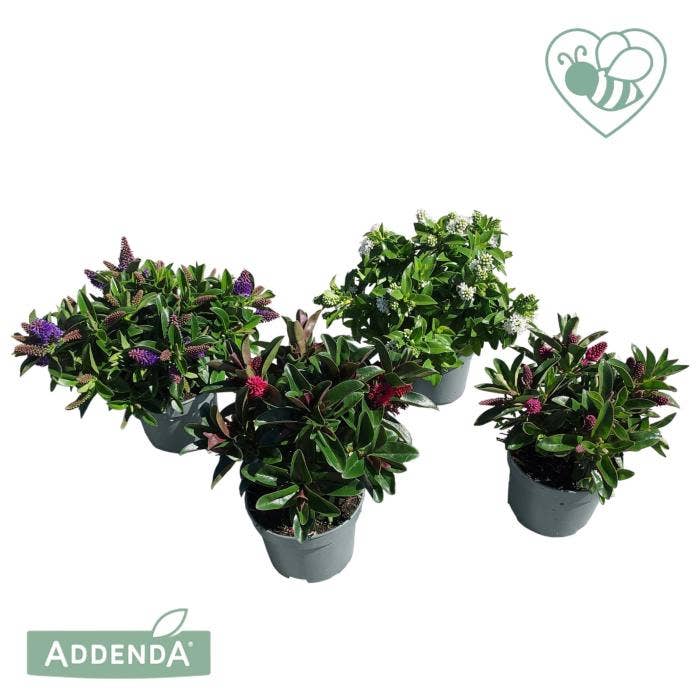 Hebe Addenda 'Petita'