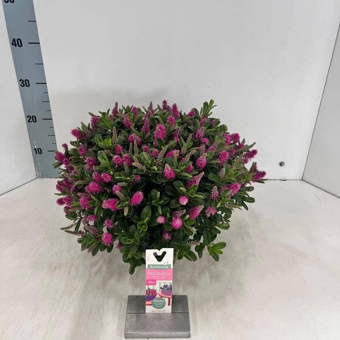 Hebe Addenda Petita® 'Pink' 