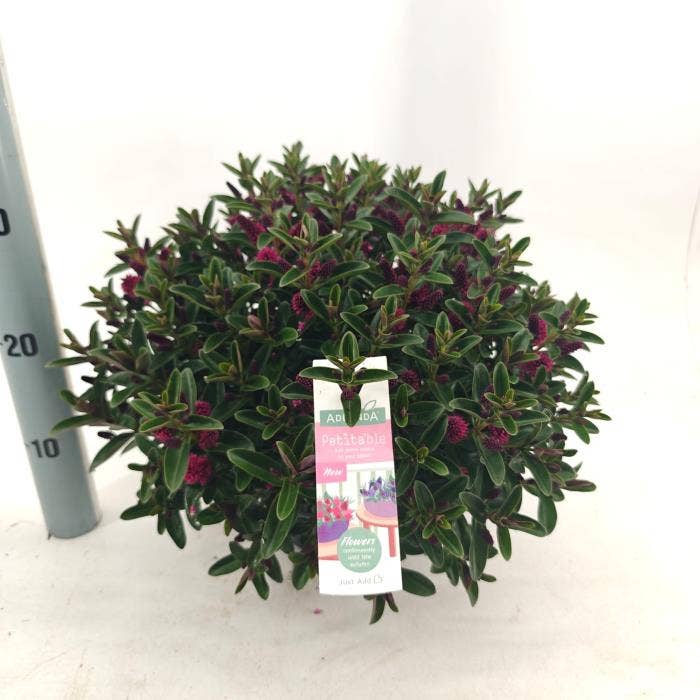 Hebe Addenda Petita® 'Red' 