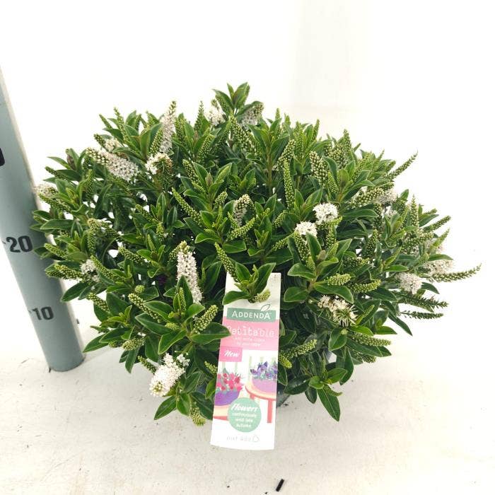 Hebe Addenda Petita® 'White'
