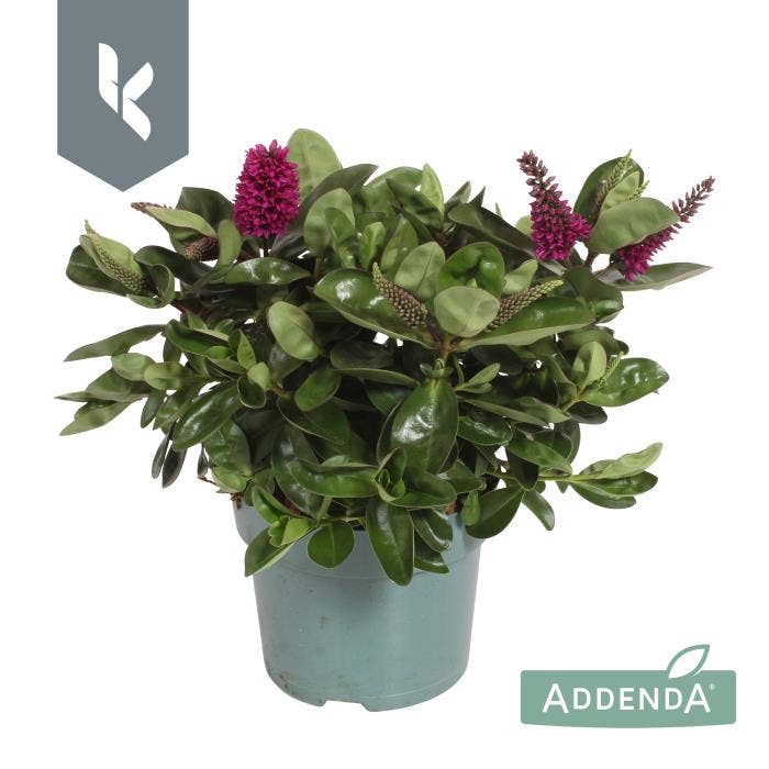 Hebe 'Addenda' Pink/Red 