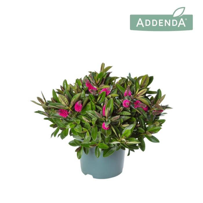 Hebe 'Addenda' Pink/Red 