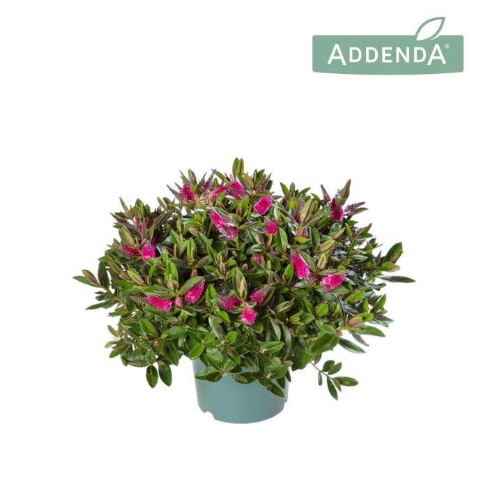 Hebe 'Addenda' Pink/Red 