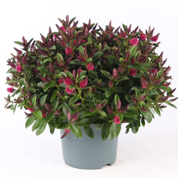 Hebe 'Addenda' Pink/Red 