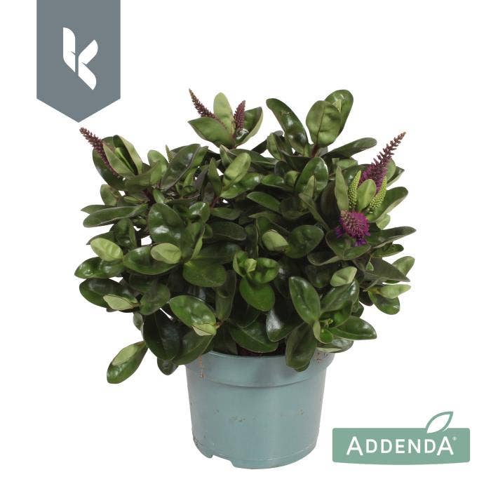 Hebe 'Addenda' Purple