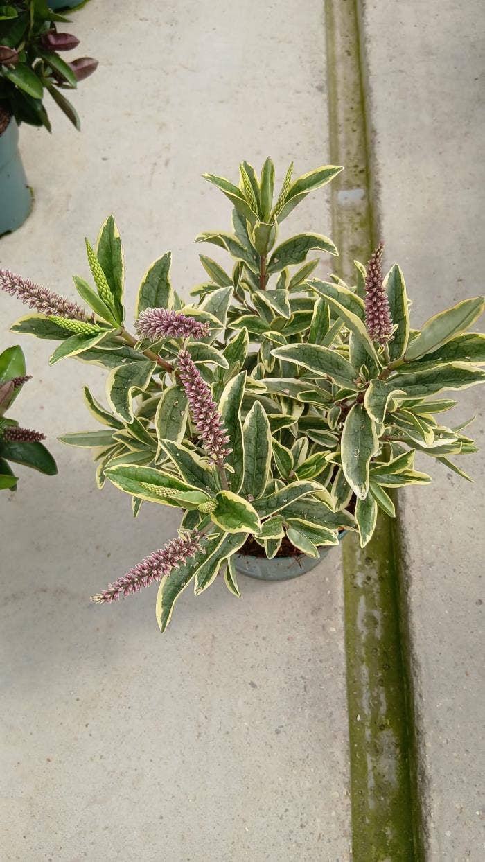 Hebe Addenda 'Varia Wild Blue'