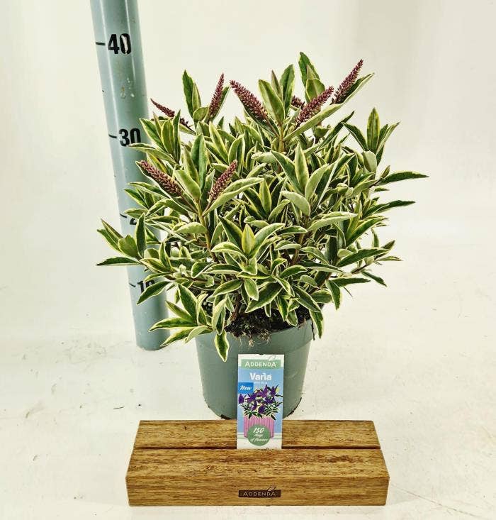 Hebe Addenda 'Varia Wild Blue'