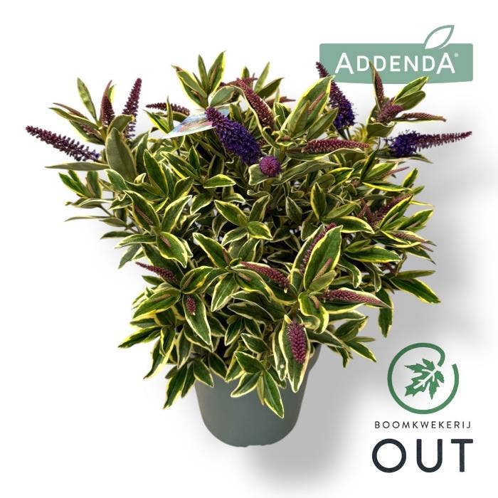 Hebe Addenda 'Varia Wild Blue'