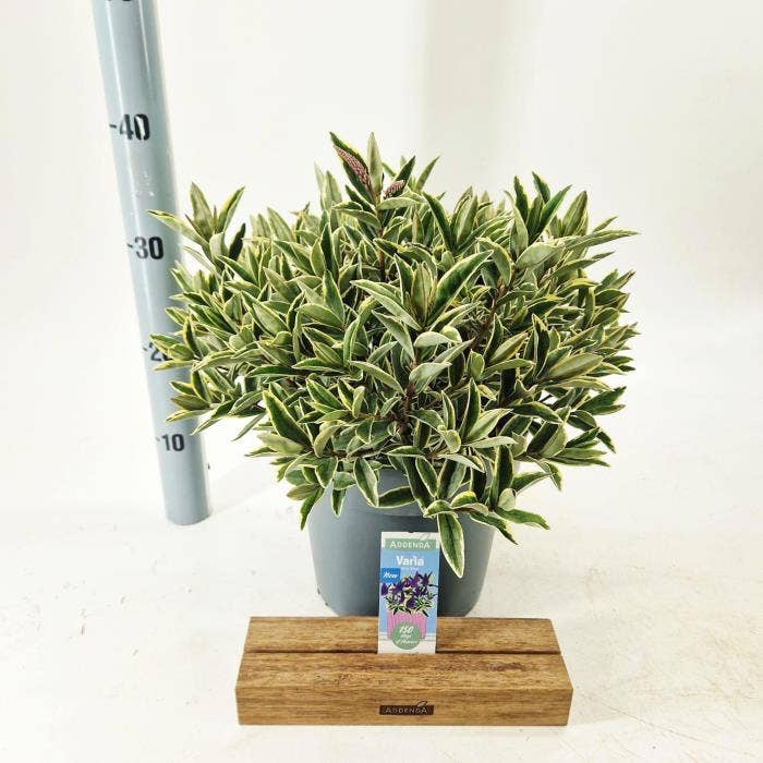 Hebe Addenda 'Varia Wild Blue'