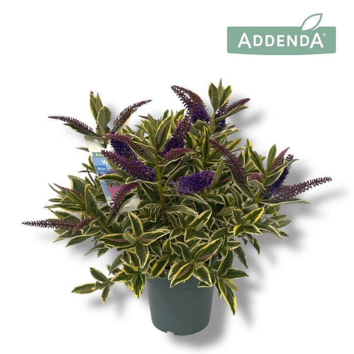 Hebe Addenda 'Varia Wild Blue'