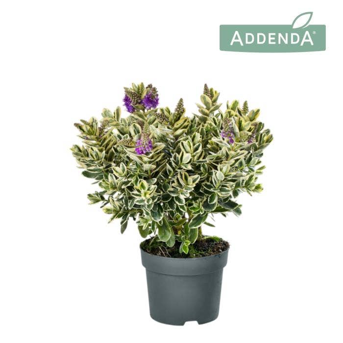 Hebe 'Addenda' Variegated