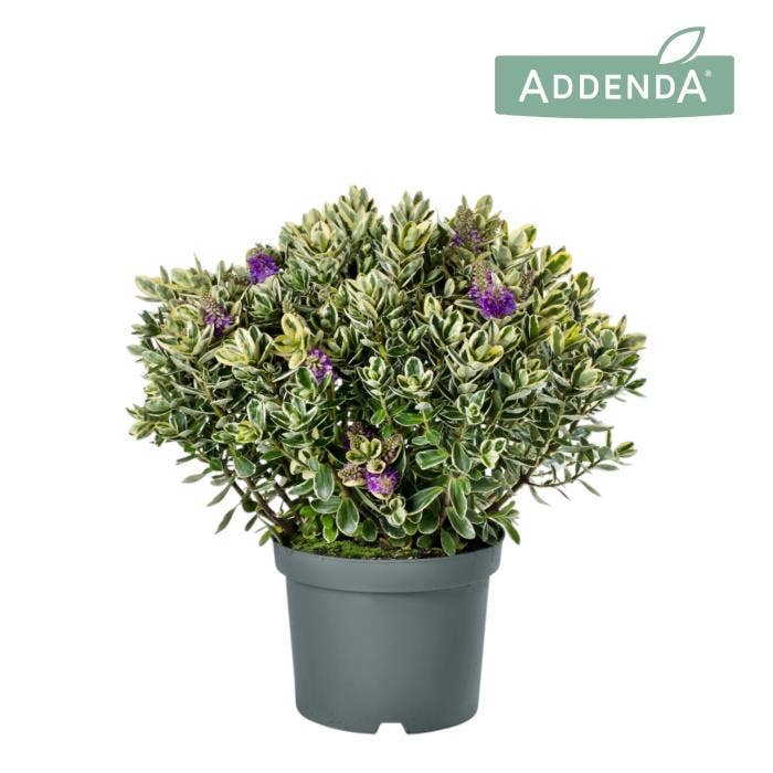 Hebe 'Addenda' Variegated