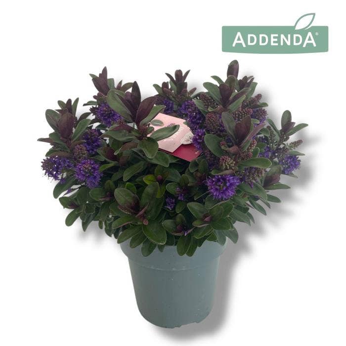 Hebe Addenda 'Vinoa Purple'