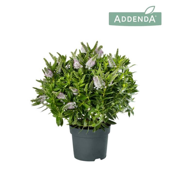Hebe 'Addenda' White