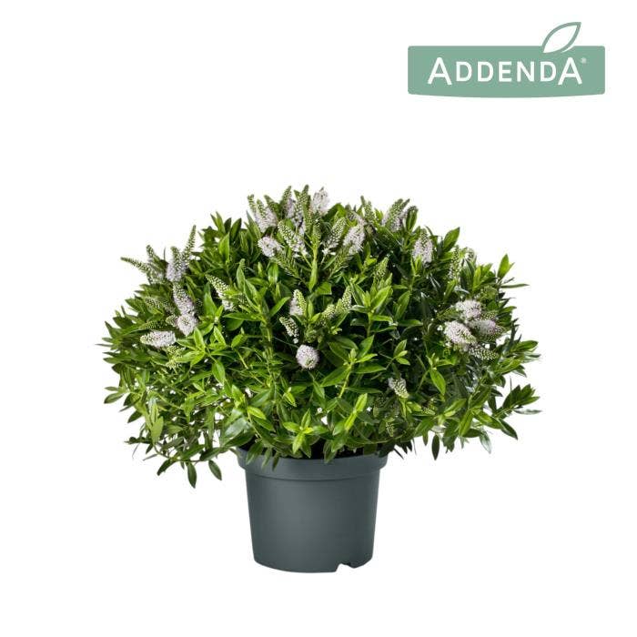 Hebe 'Addenda' White
