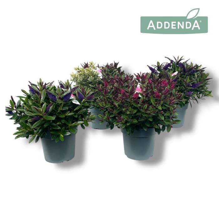 Hebe Addenda