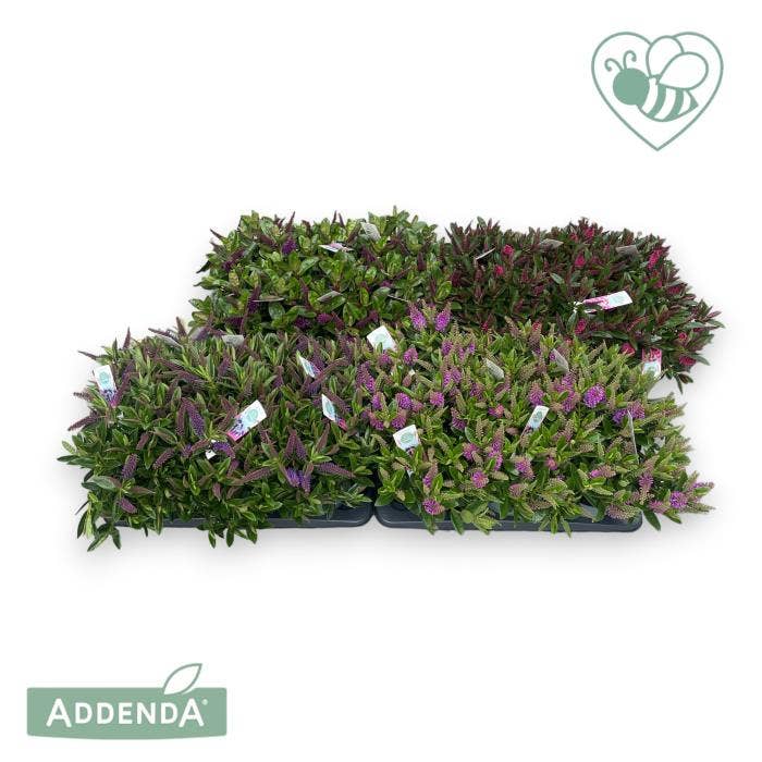 Hebe Addenda