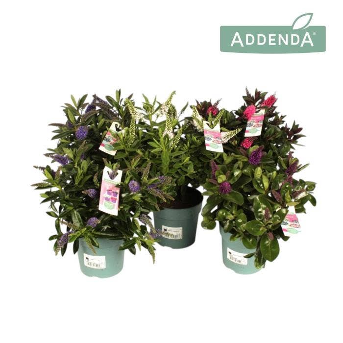 Hebe Addenda