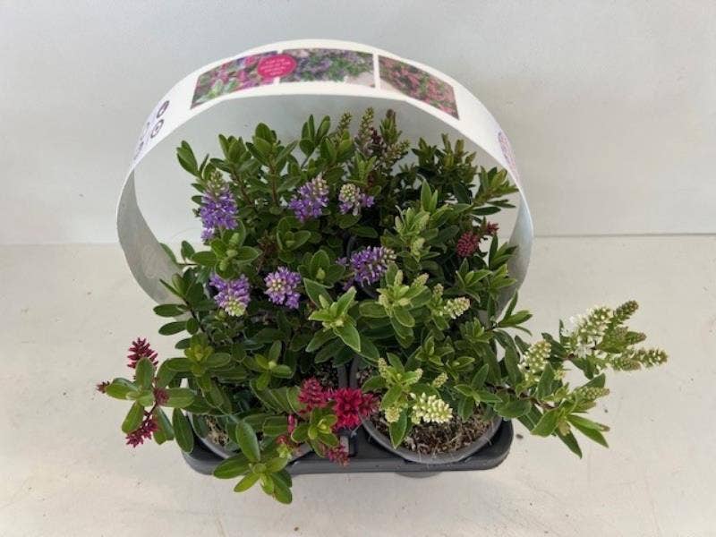 Hebe All Blooms 4-pack