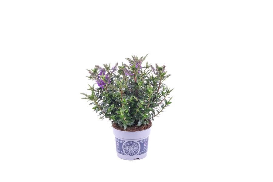 Hebe All Blooms Ariana