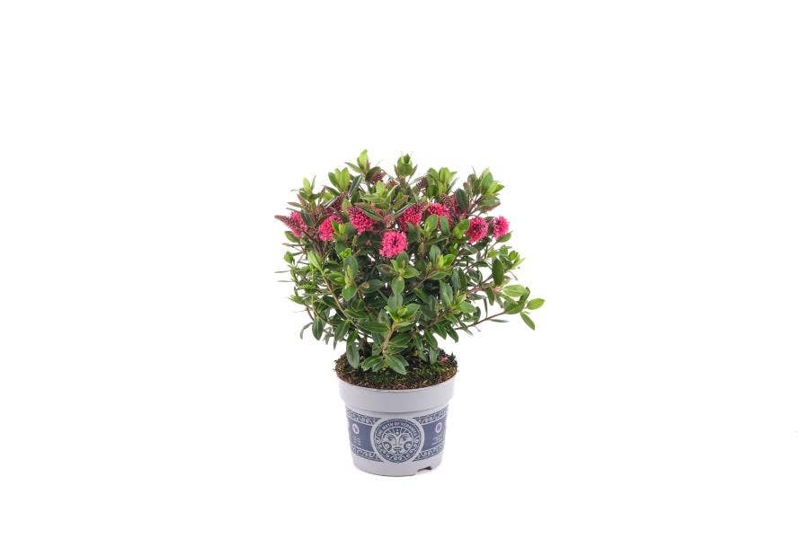 Hebe All Blooms Ranaia