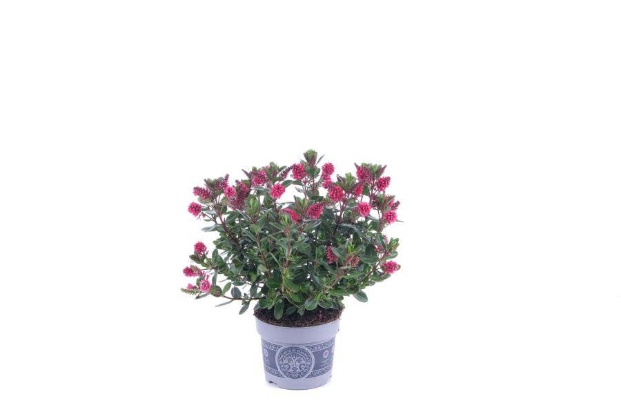 Hebe All Blooms Rawiri