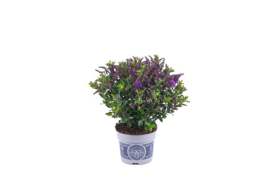Hebe All Blooms Samiri