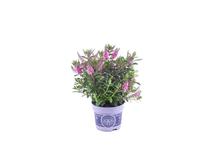 Hebe All Blooms Samona