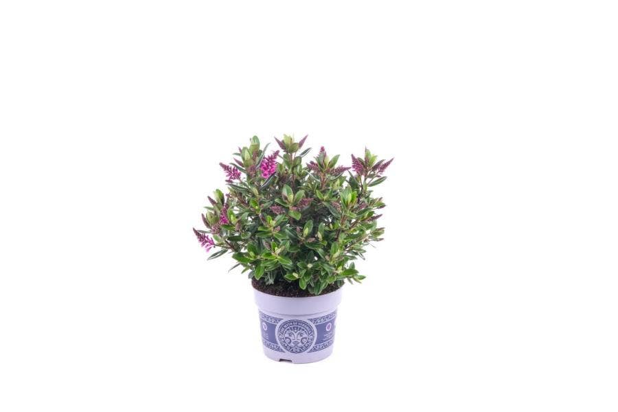 Hebe All Blooms Sanuka