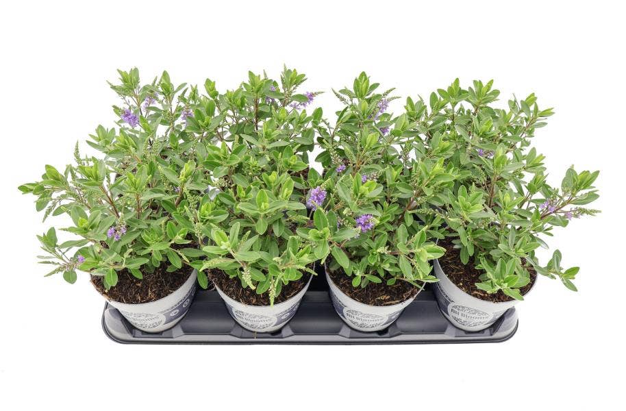 Hebe 'All Blooms Siara'